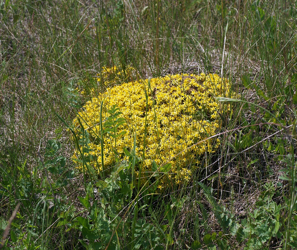 Image of Sedum acre specimen.