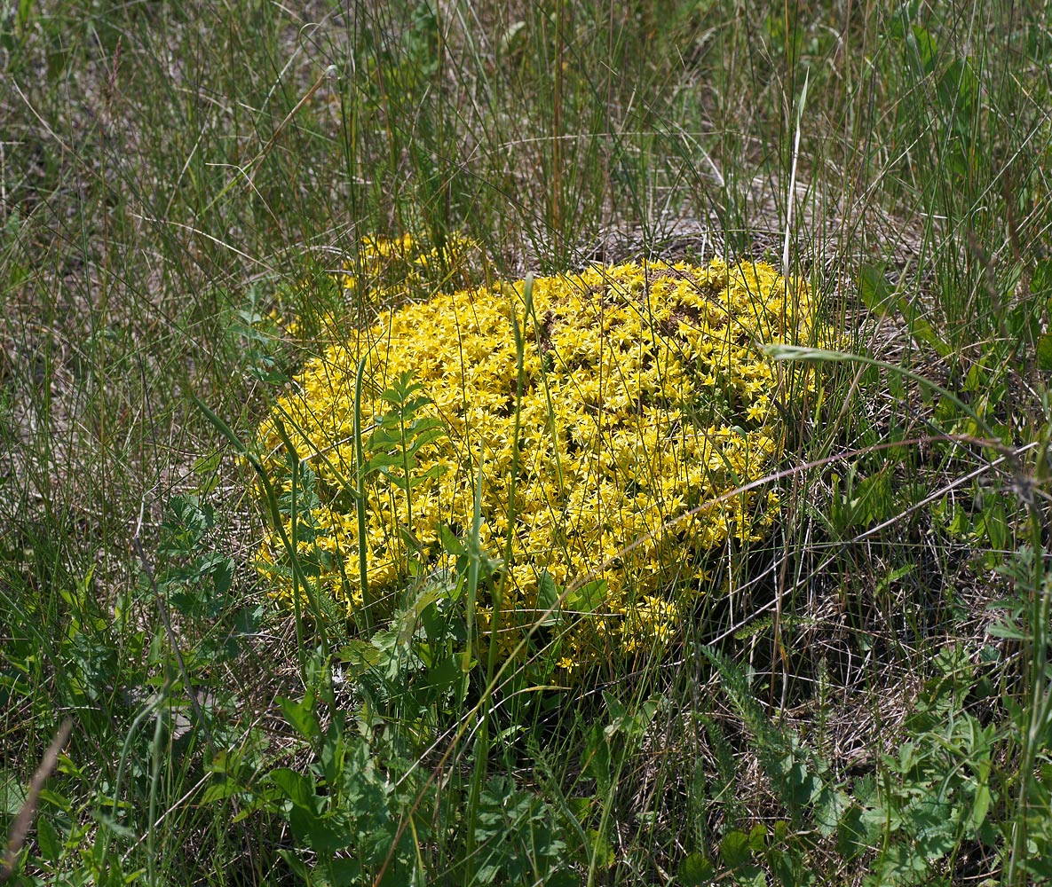 Изображение особи Sedum acre.