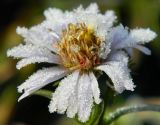 Symphyotrichum × salignum