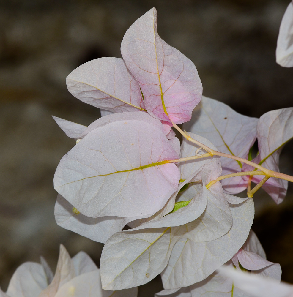 Изображение особи род Bougainvillea.