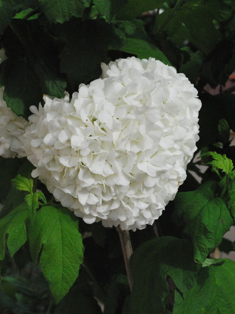 Image of Viburnum opulus f. roseum specimen.