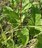 Verbascum marschallianum