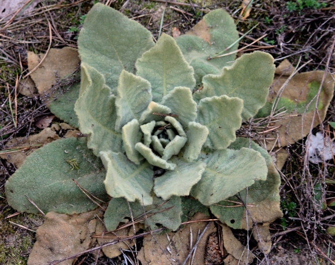 Изображение особи род Verbascum.