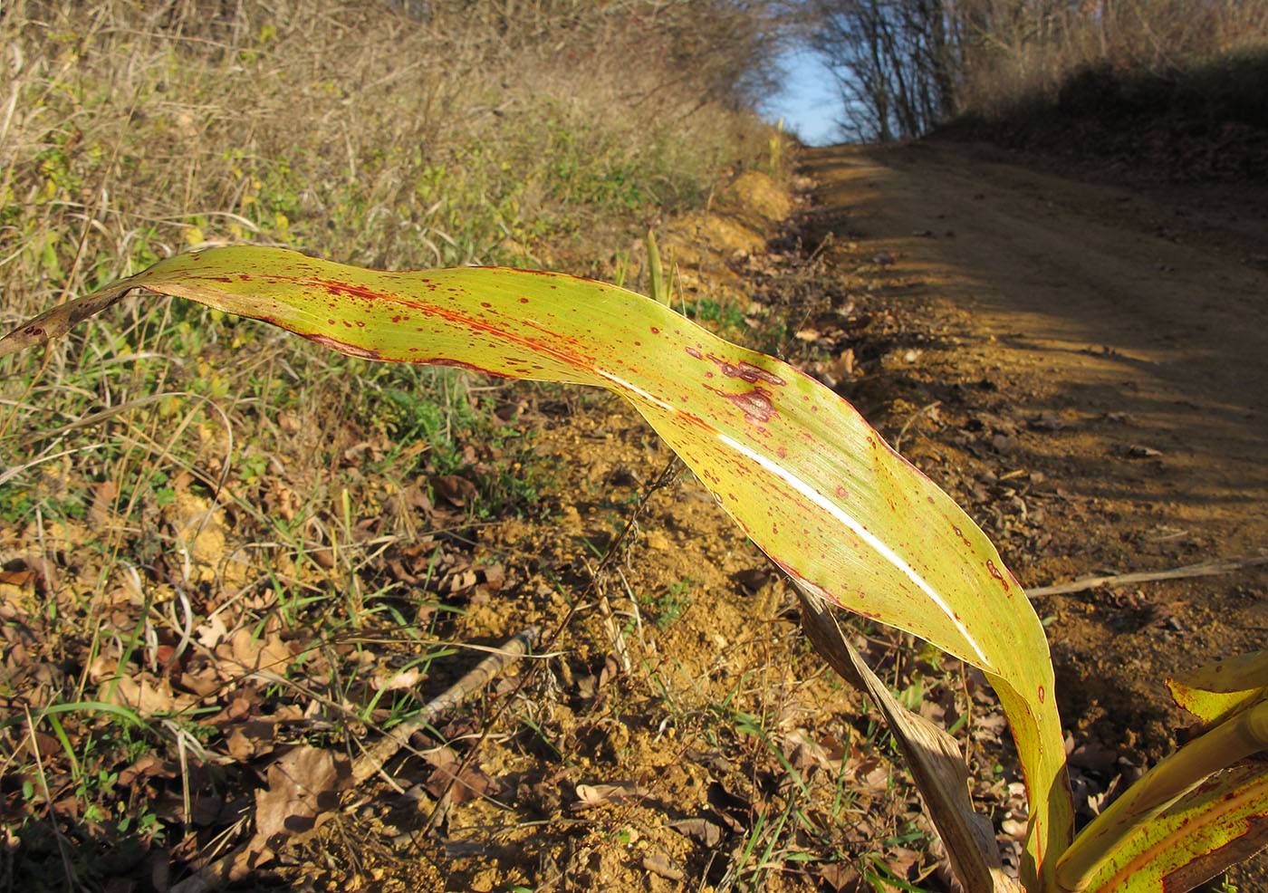 Image of Sorghum saccharatum specimen.
