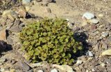 Cleome droserifolia. Зацветающее молодое растение в щебенистой пустыне. Израиль, Эйлатские горы, подножья. 21.12.2013.