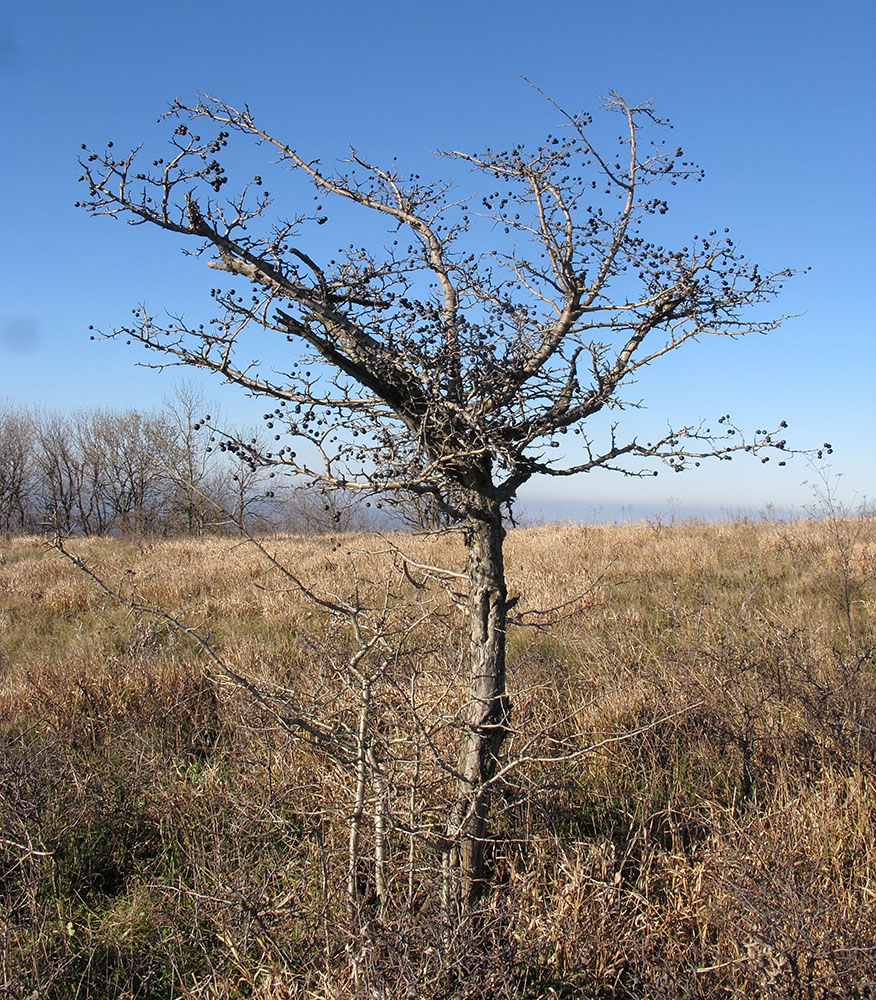 Image of Crataegus pentagyna specimen.