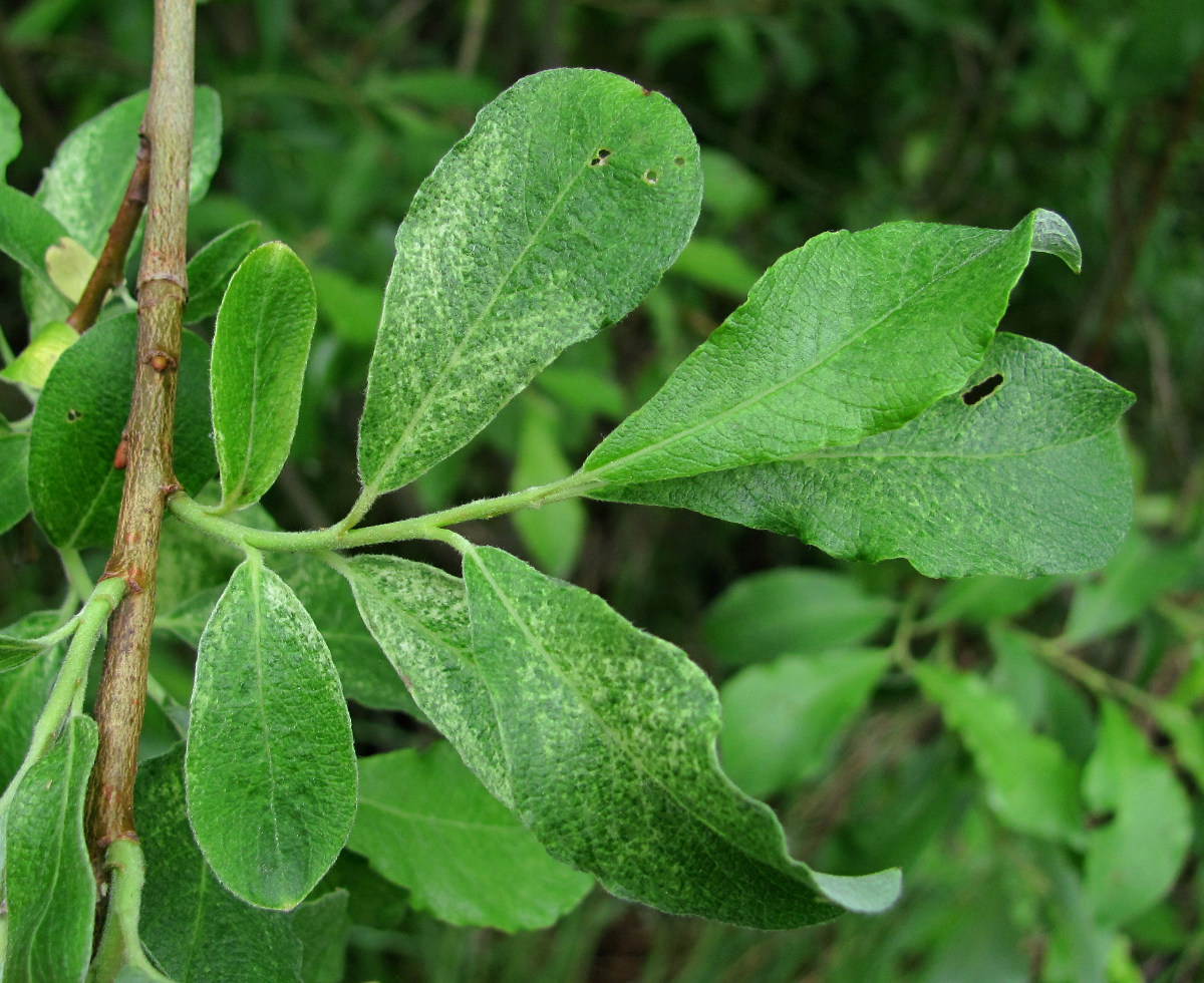 Image of Salix cinerea specimen.