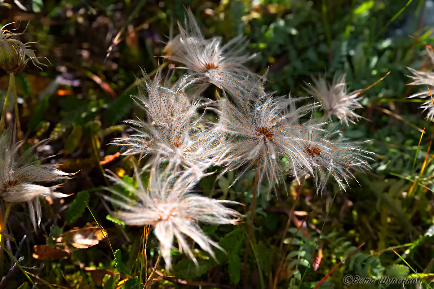 Image of Dryas oxyodonta specimen.