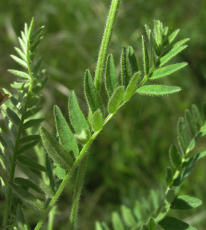 Image of Astragalus danicus specimen.