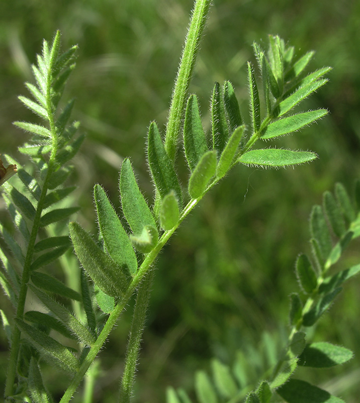 Изображение особи Astragalus danicus.