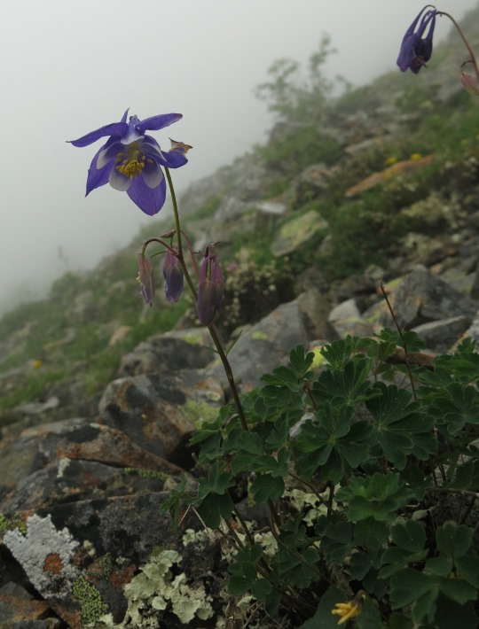 Image of Aquilegia turczaninovii specimen.