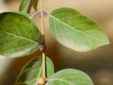 Vitex trifolia var. purpurea