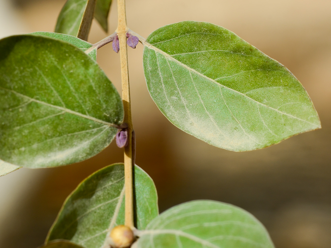 Image of Vitex trifolia var. purpurea specimen.