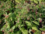 Pulmonaria rubra. Группа цветущих растений. Германия, г. Дюссельдорф, Ботанический сад университета. 02.03.2014.