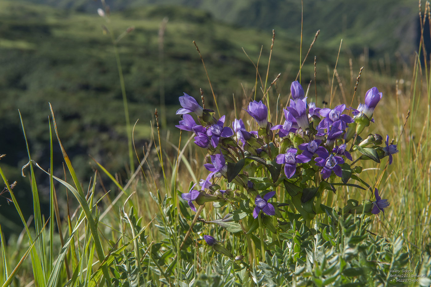 Image of Gentianella auriculata specimen.