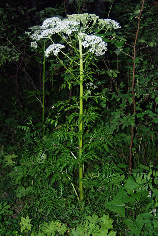 Image of Pleurospermum uralense specimen.