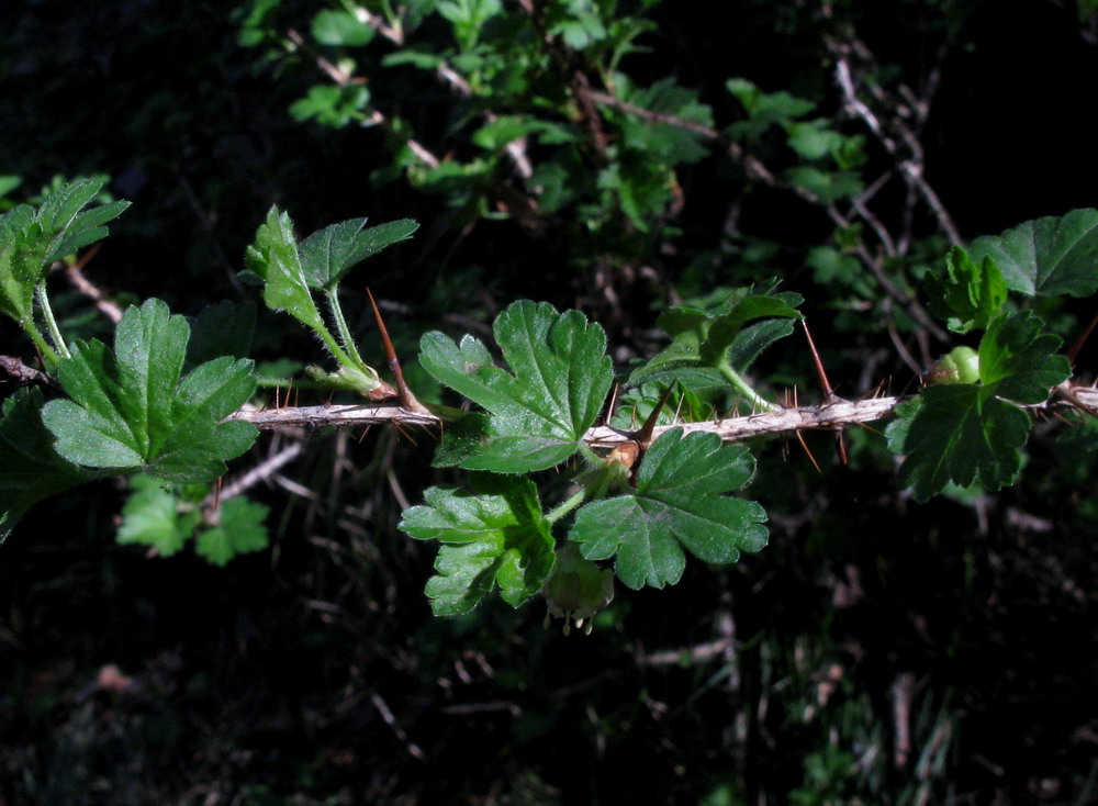 Изображение особи Grossularia acicularis.