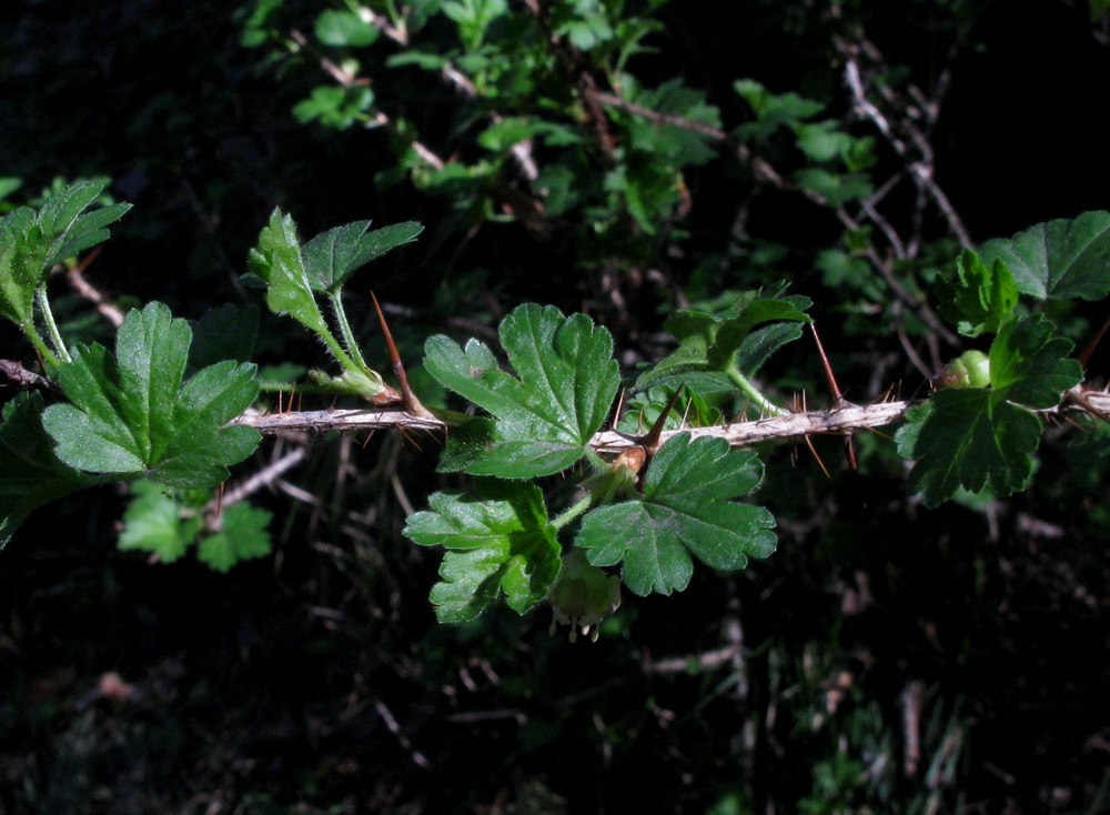 Image of Grossularia acicularis specimen.