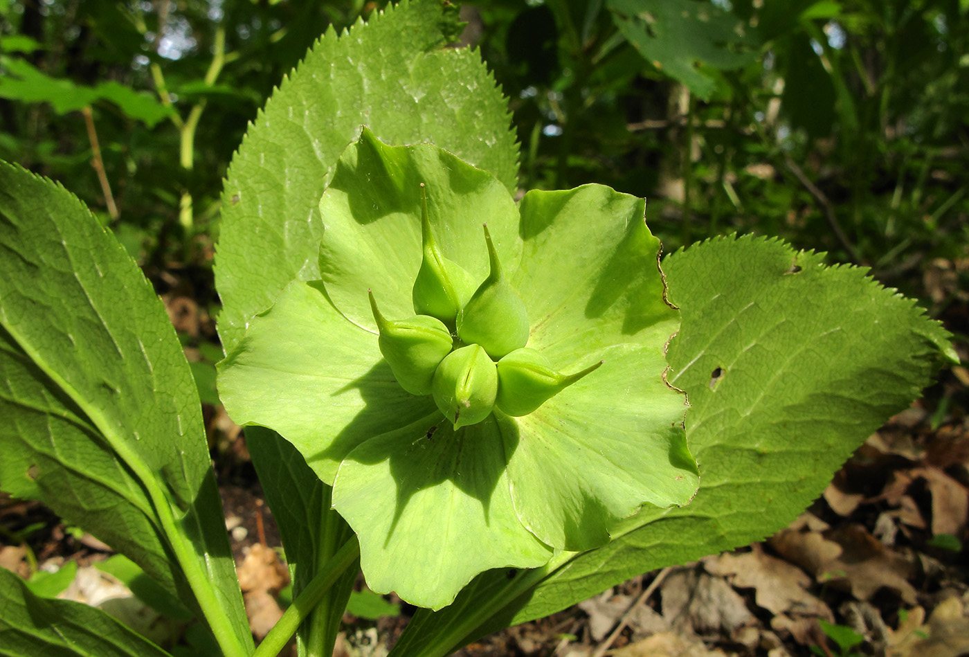 Изображение особи Helleborus caucasicus.