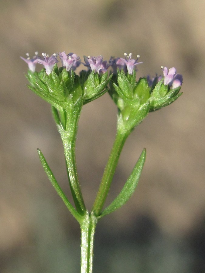 Изображение особи Valerianella pontica.