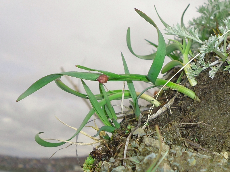 Image of Allium strictum specimen.