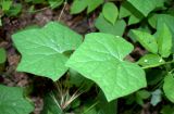Menispermum canadense. Листья. Москва, ГБС РАН. 02.06.2014.