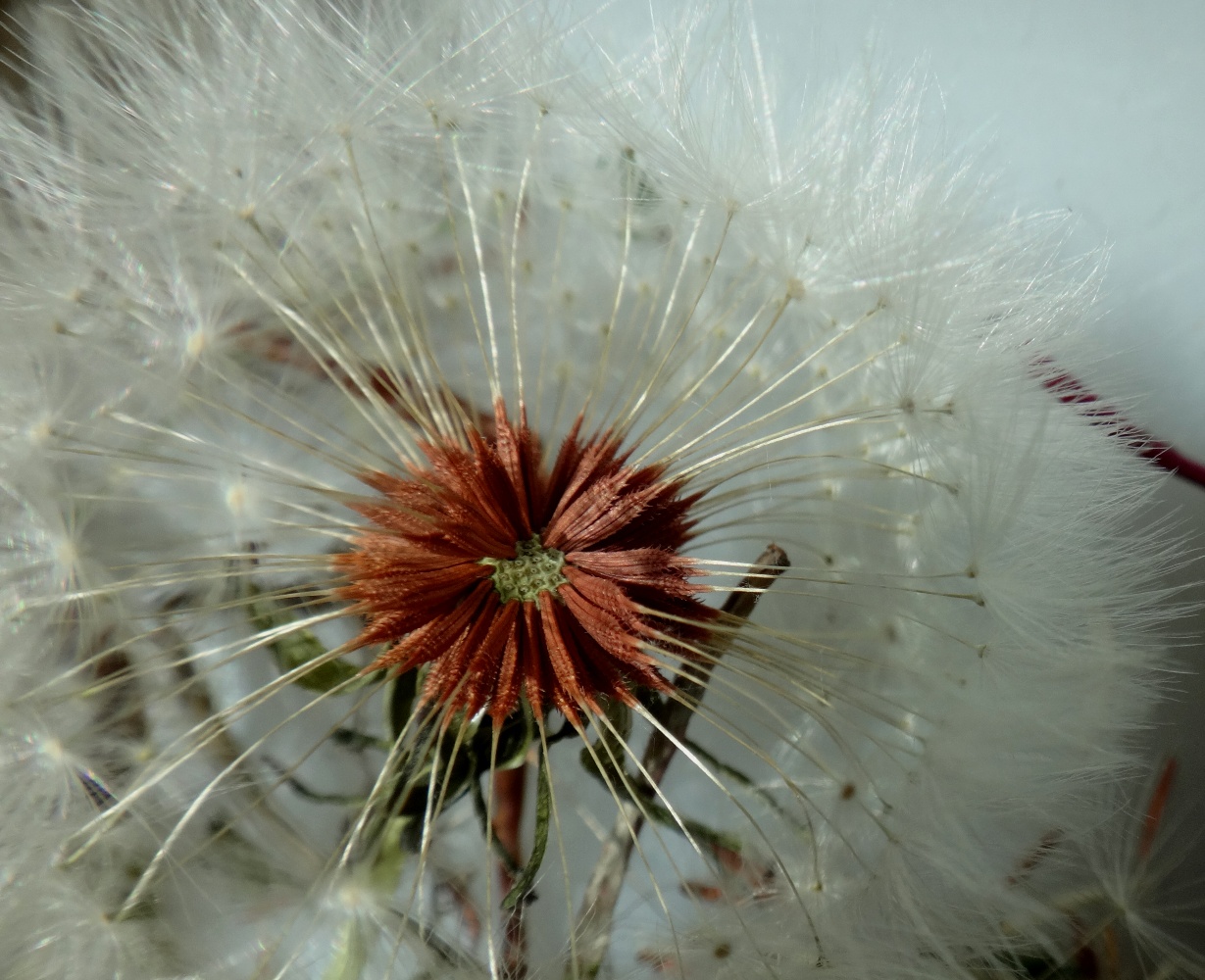 Изображение особи Taraxacum prilipkoi.