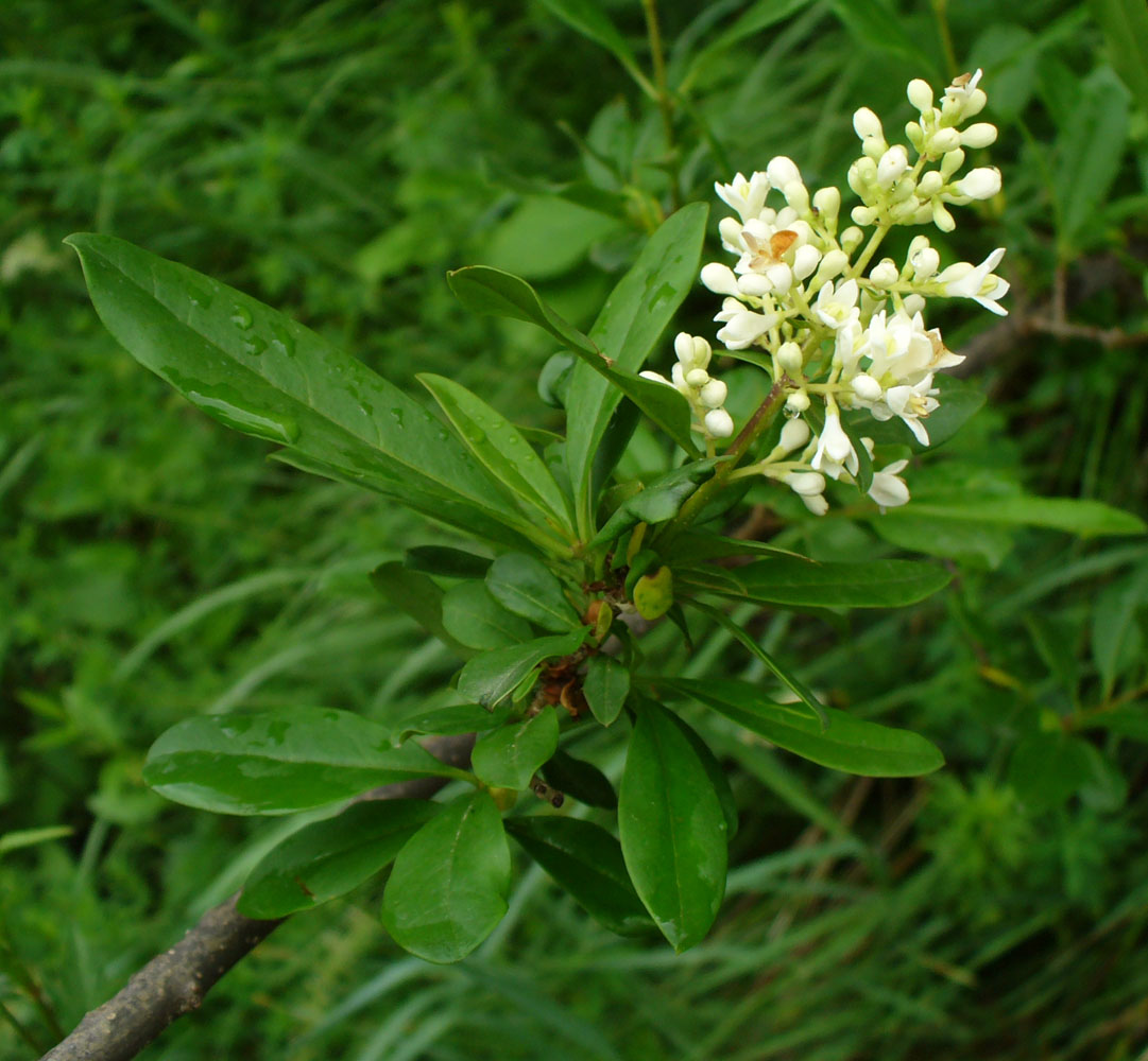 Изображение особи Ligustrum vulgare.