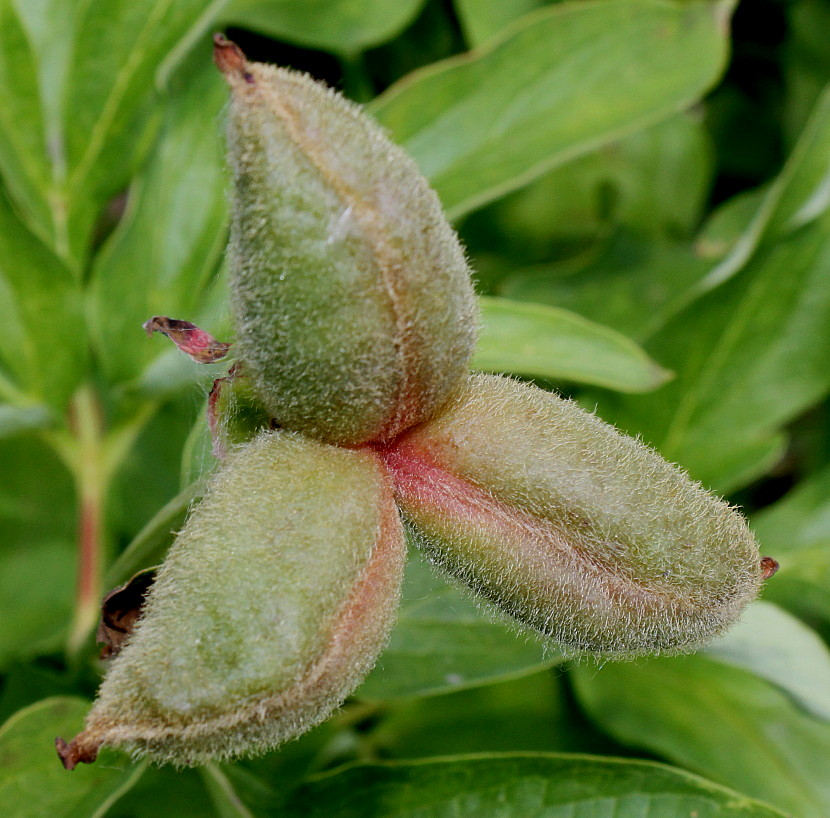Изображение особи Paeonia officinalis.