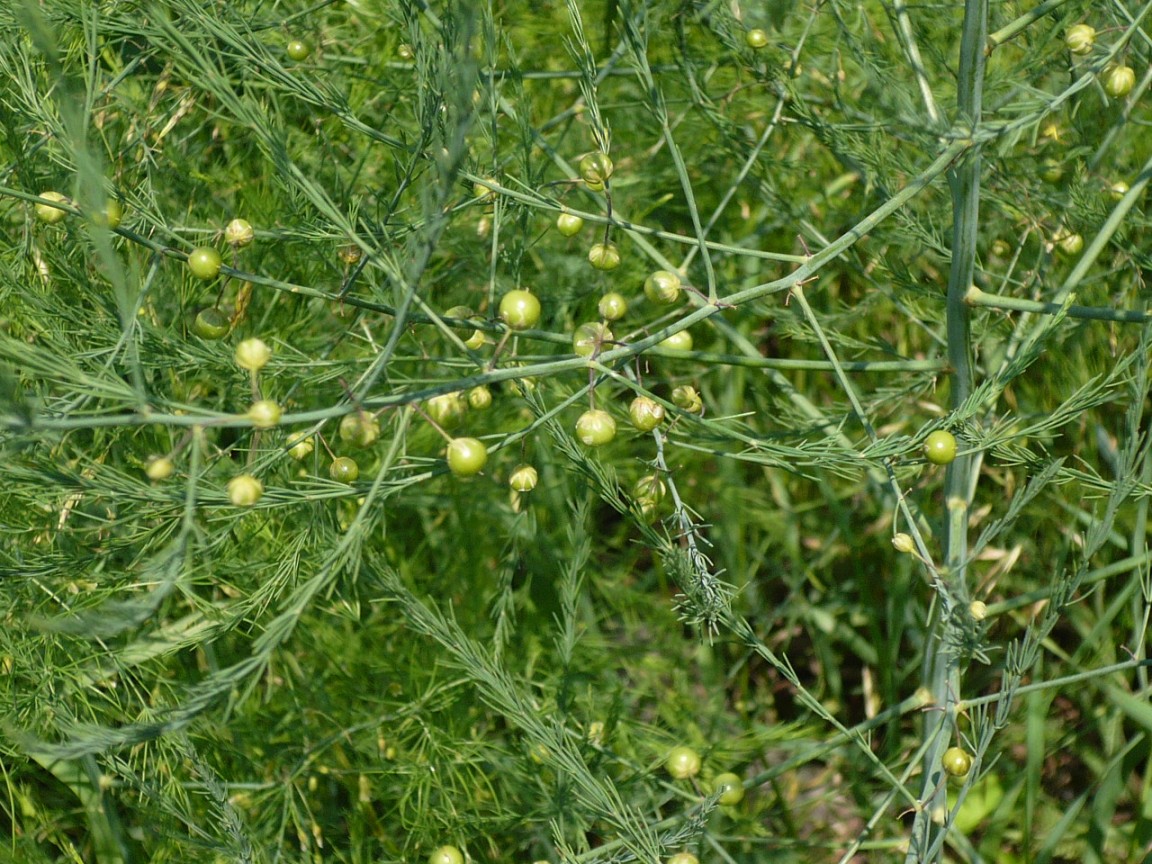 Image of Asparagus officinalis specimen.