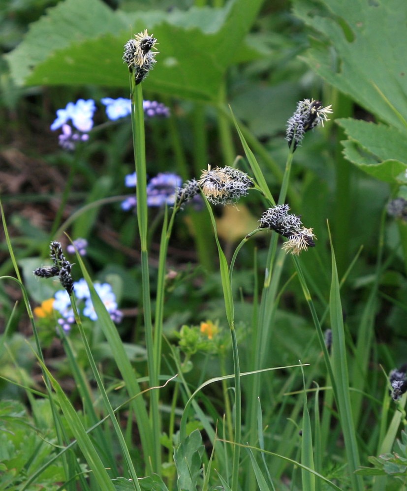 Image of genus Carex specimen.