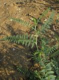 Astragalus borysthenicus. Верхушка побега. Крым, окр. Феодосии, песчаный пляж к западу от пос. Приморский. 10 июля 2014 г.