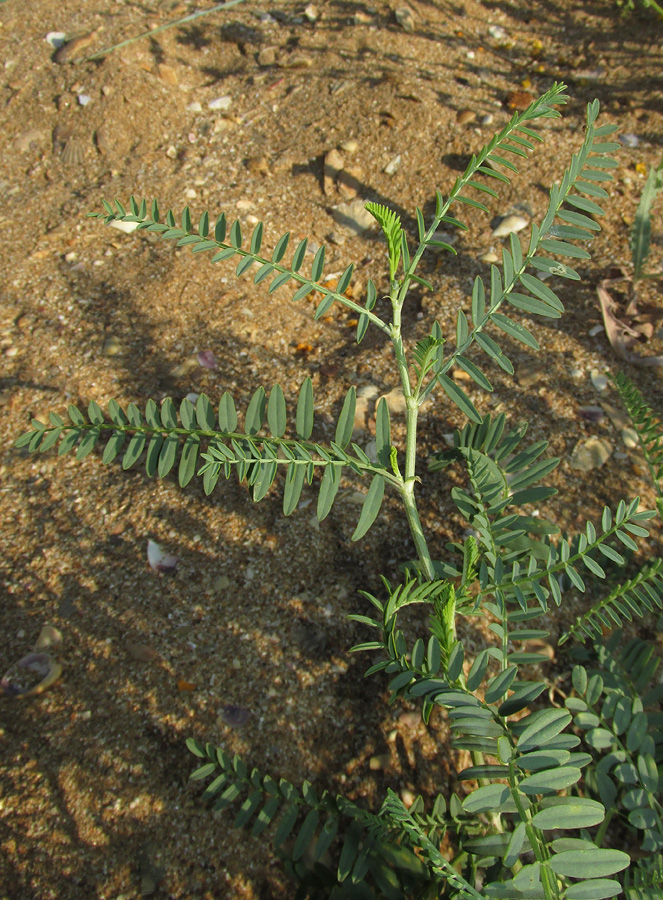 Image of Astragalus borysthenicus specimen.