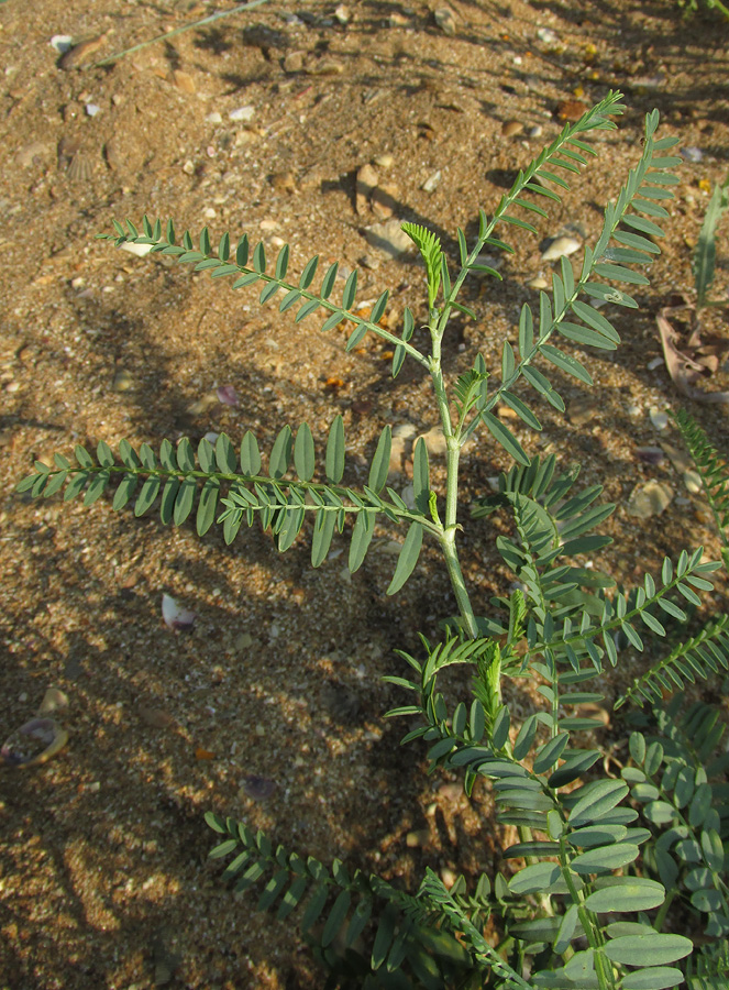 Изображение особи Astragalus borysthenicus.