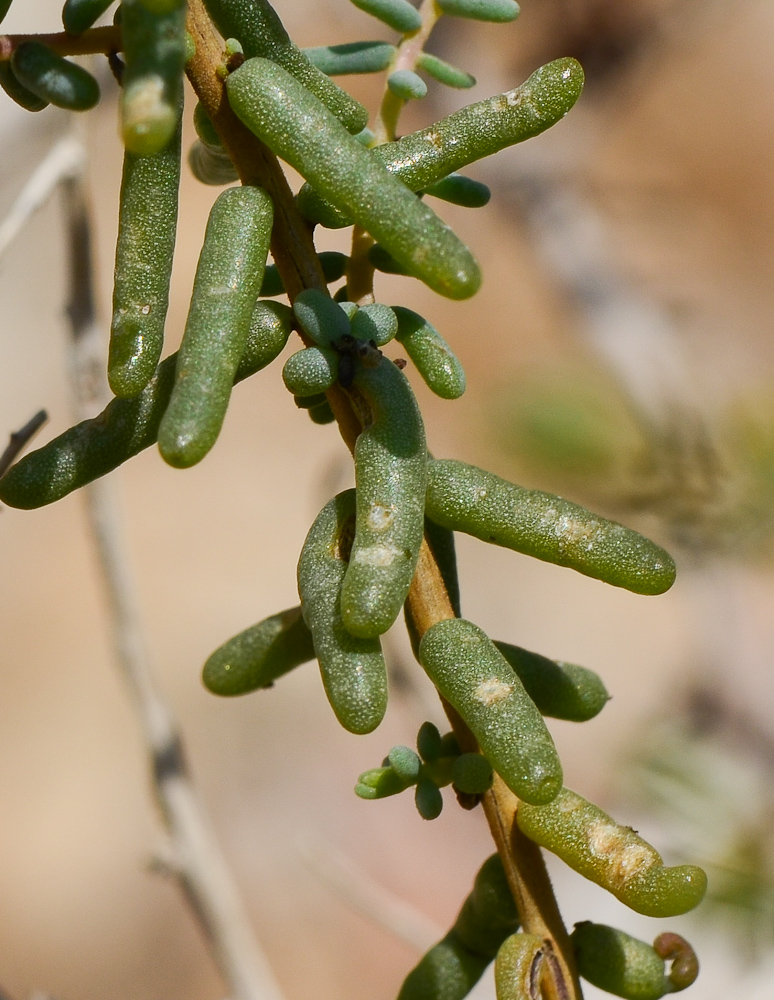 Image of Suaeda fruticosa specimen.