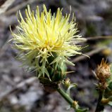 Centaurea salonitana