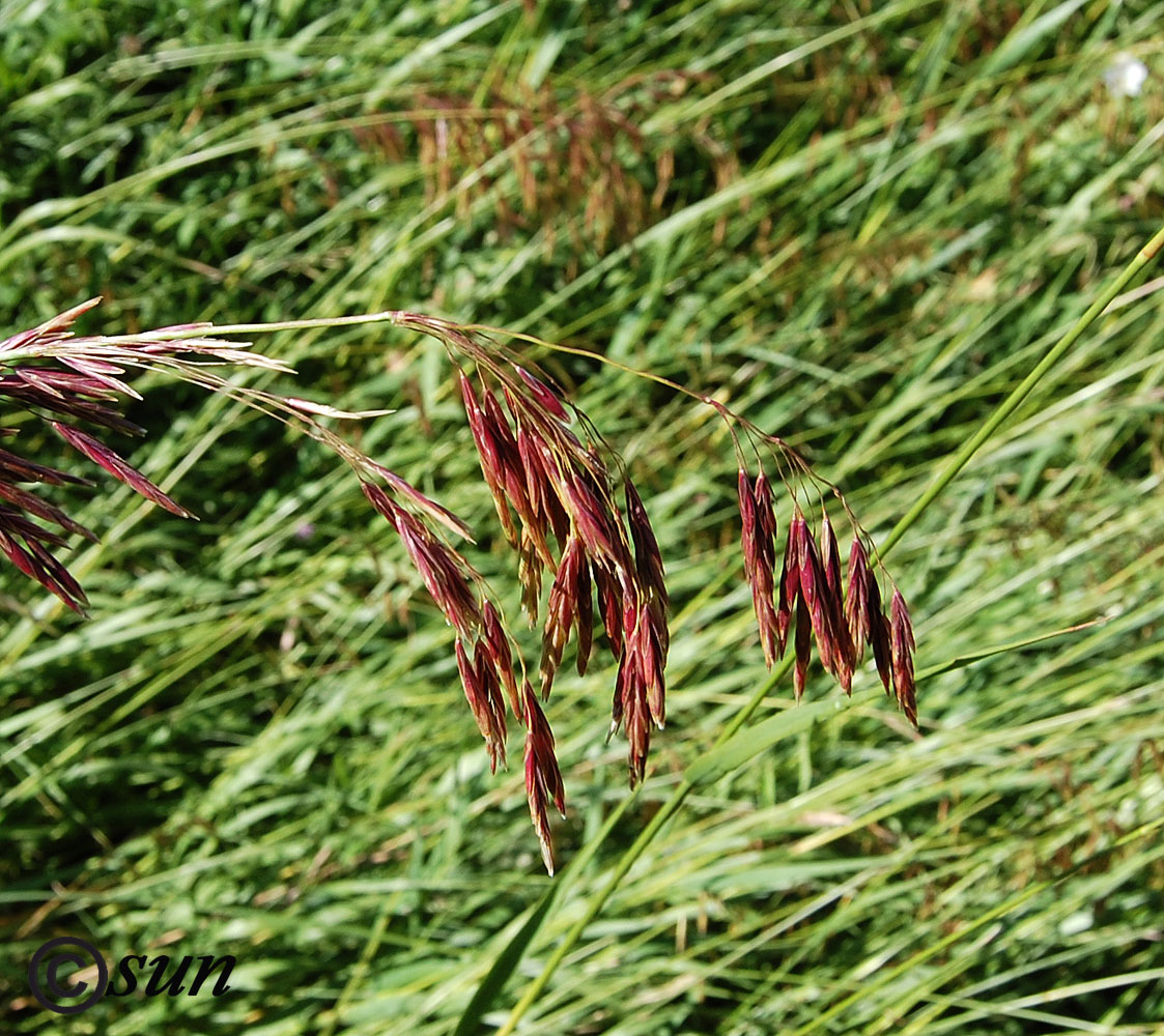 Изображение особи Bromopsis inermis.