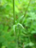 Delphinium crassifolium