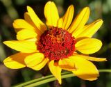 Heliopsis helianthoides subspecies scabra. Соцветие. Германия, г. Дюссельдорф, Ботанический сад университета. 03.07.2014.