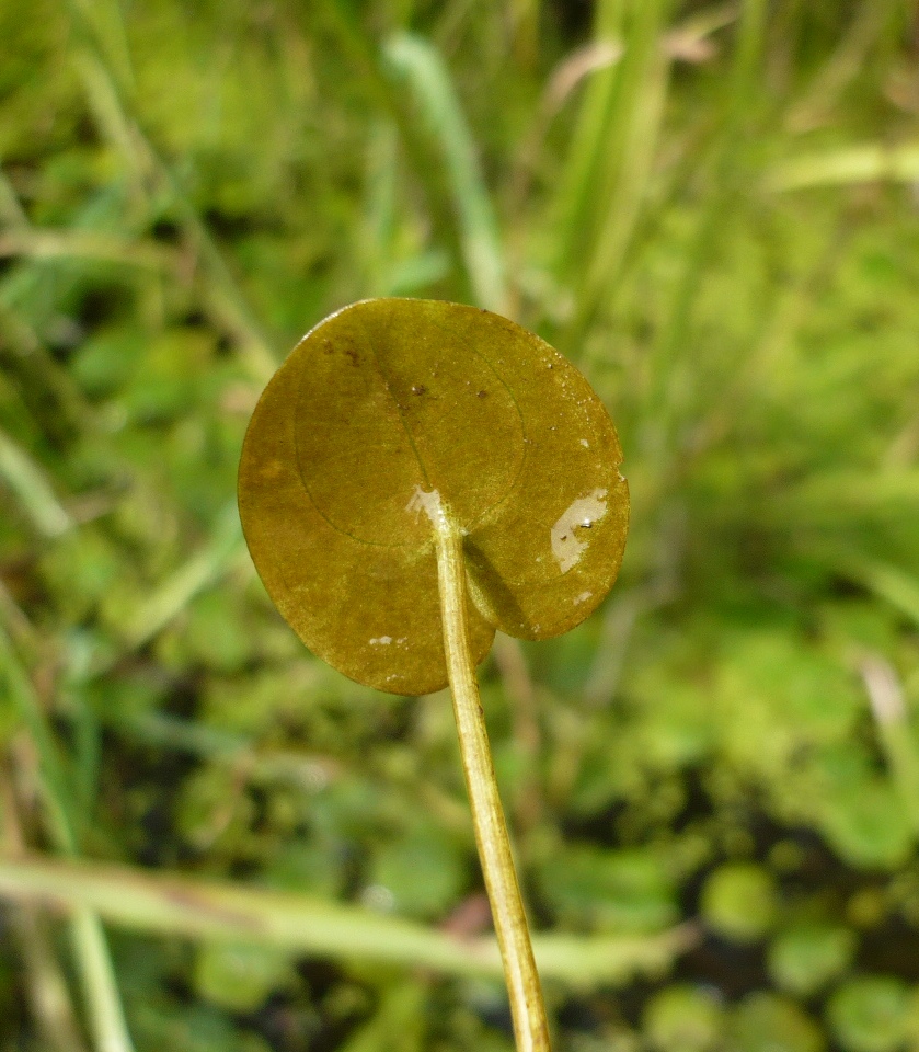 Image of Hydrocharis morsus-ranae specimen.
