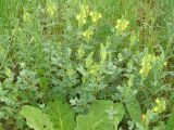 Scutellaria comosa