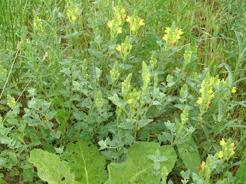 Image of Scutellaria comosa specimen.