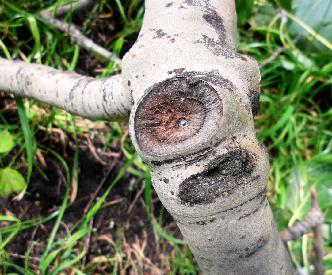 Image of Populus &times; canescens specimen.