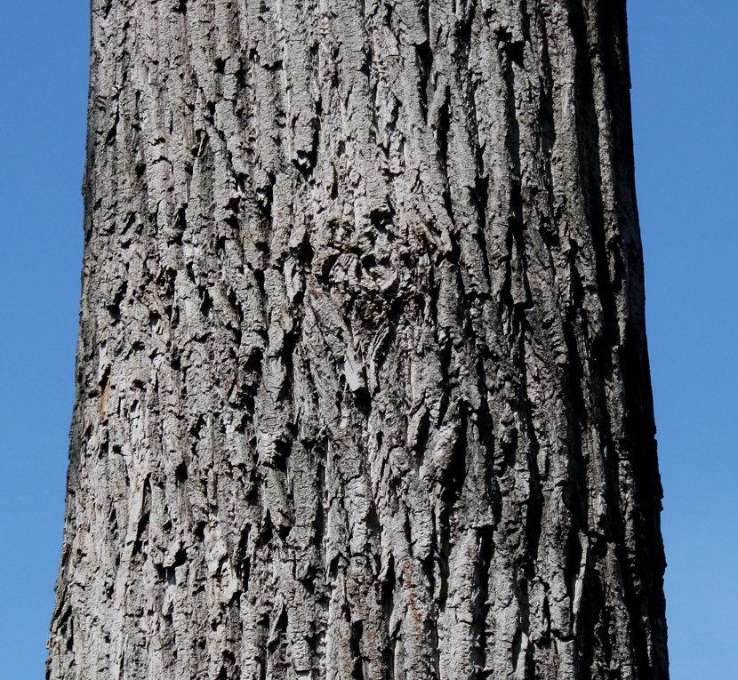 Изображение особи Populus deltoides.