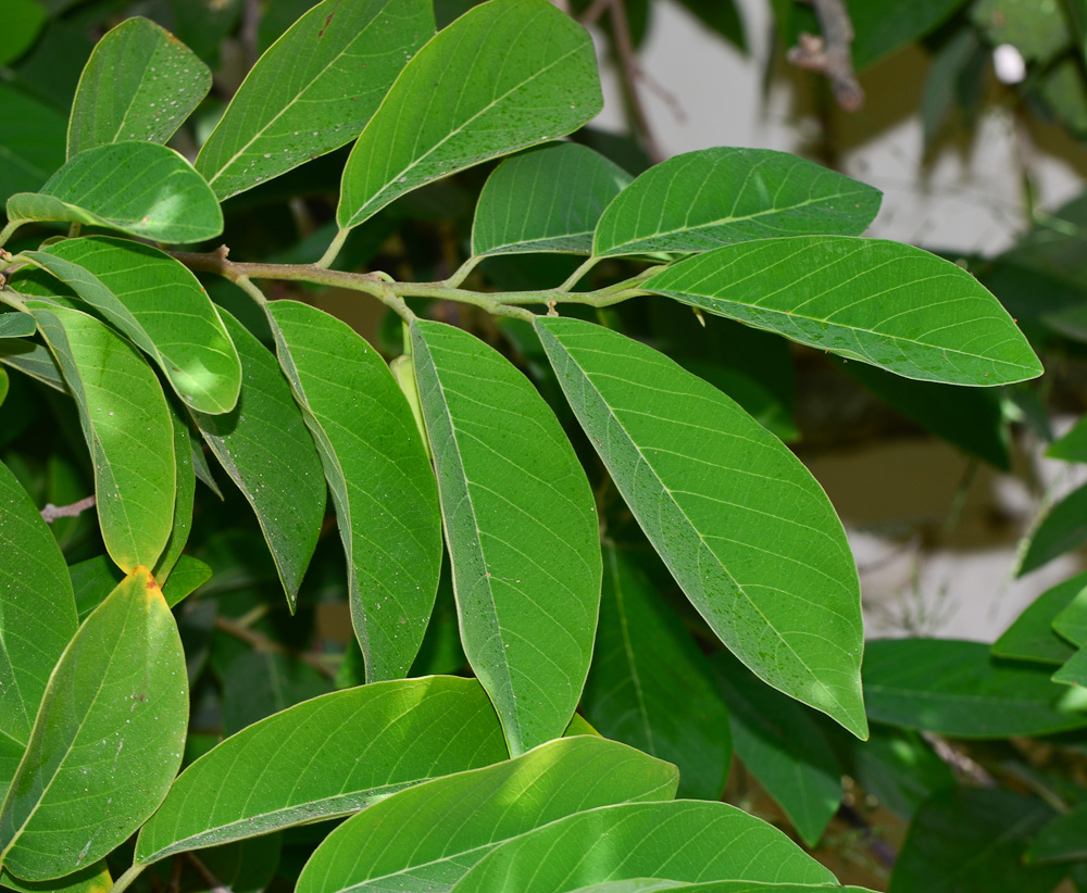 Image of Annona &times; atemoya specimen.