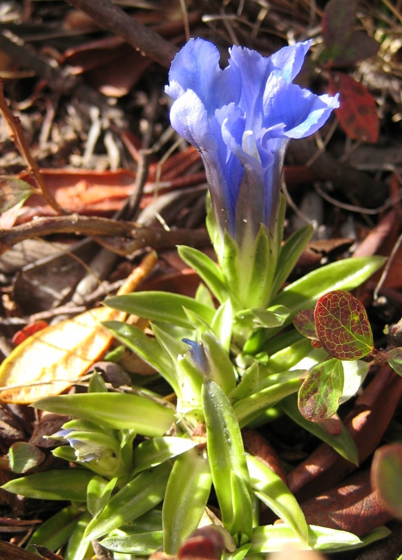 Image of Gentiana grandiflora specimen.