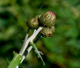 Cirsium heterophyllum. Соцветия. Московская обл., Раменский р-н, окр. ж.-д. платформы Хрипань, просека под ЛЭП. 01.06.2014.