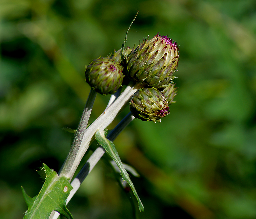 Изображение особи Cirsium heterophyllum.