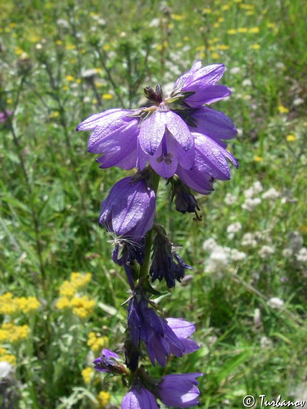 Изображение особи род Campanula.