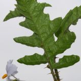 Solanum sisymbriifolium